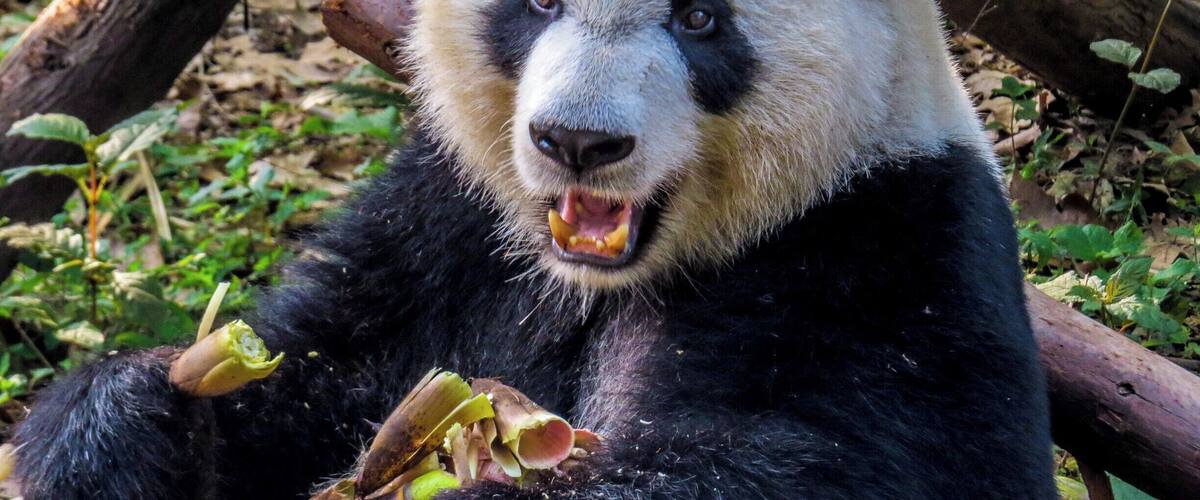 Panda having breakfast at Chengdu Research Base of Giant Panda Breeding, China.