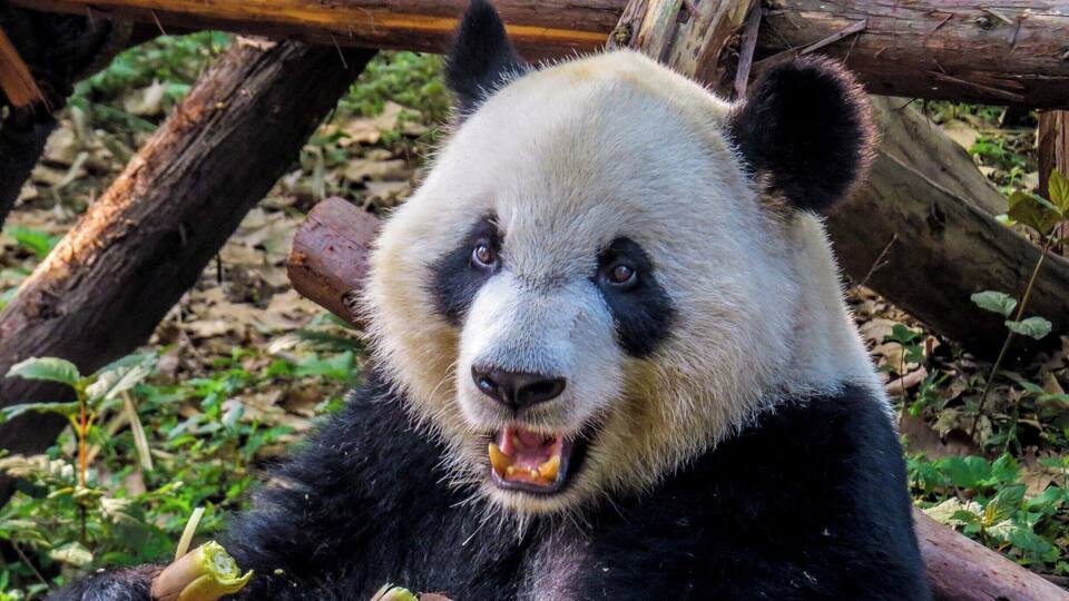 Panda having breakfast at Chengdu Research Base of Giant Panda Breeding, China.