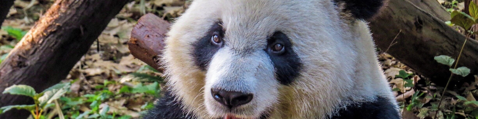 Panda having breakfast at Chengdu Research Base of Giant Panda Breeding, China.