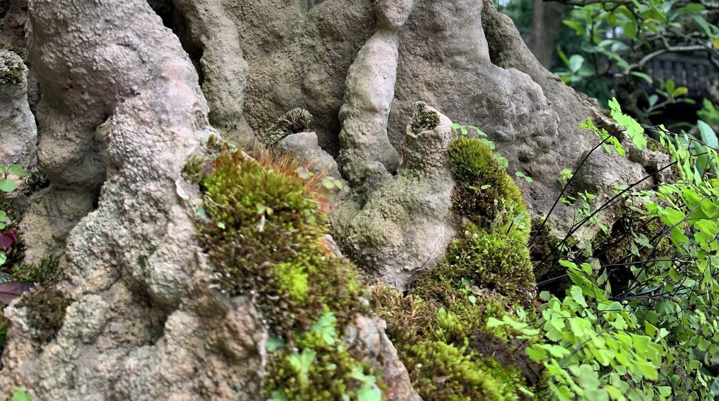 The Bonsai garden offers magical views in miniature. One can see how the legendary poet wrote so prolifically in this spot. #Nature