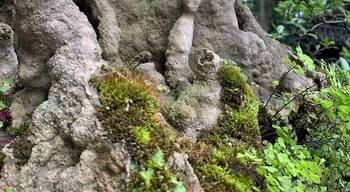 The Bonsai garden offers magical views in miniature. One can see how the legendary poet wrote so prolifically in this spot. #Nature