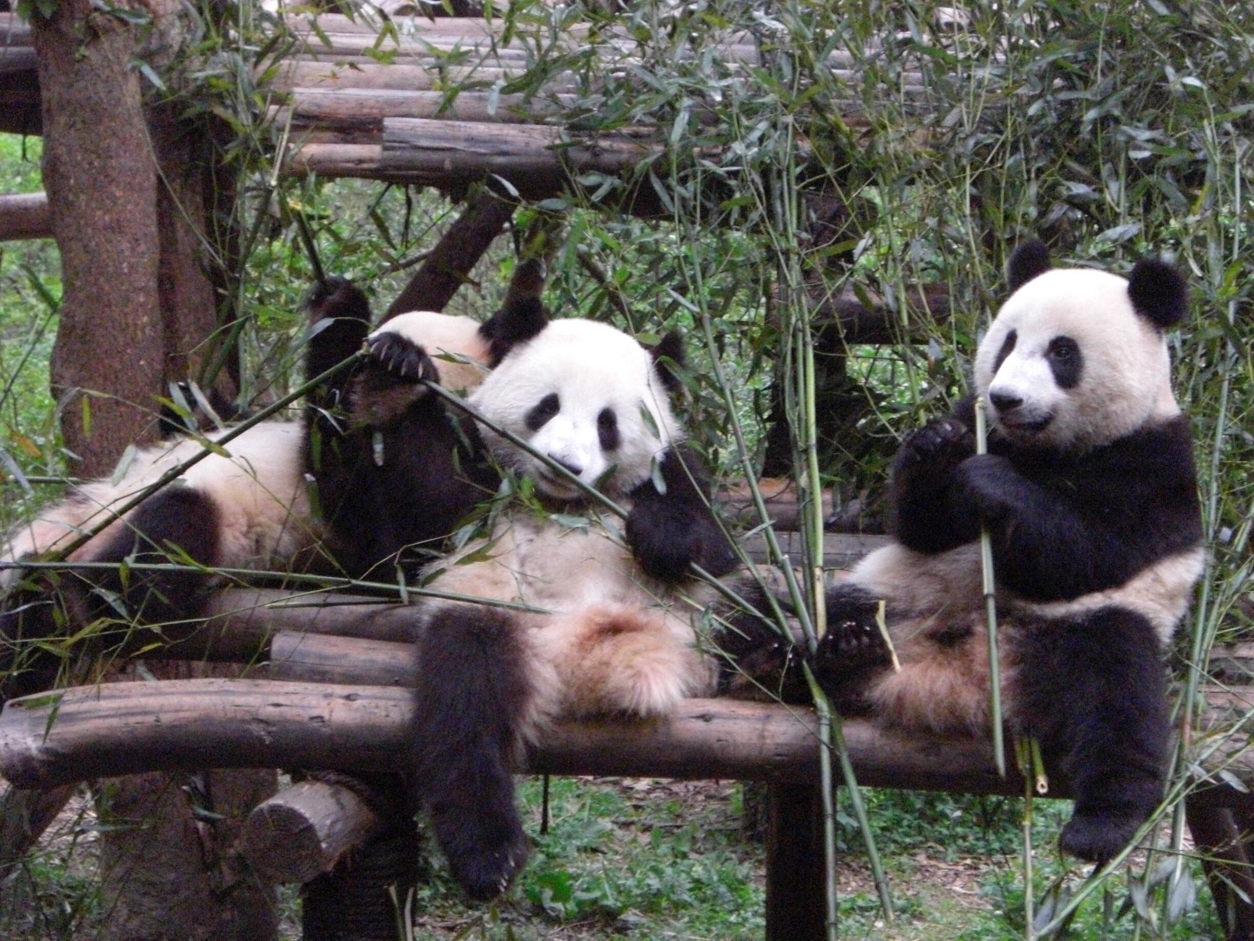 You have to get to the Panda park early in the morning to watch the Pandas feeding on fresh bamboo.  If you come later, all you will see is them sleeping.