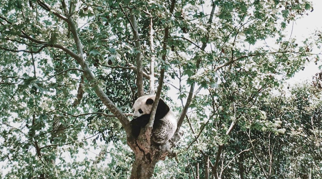 Eye opener to see that pandas actually sleeps in trees #chengdu #panda