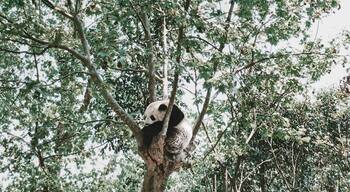 Eye opener to see that pandas actually sleeps in trees #chengdu #panda