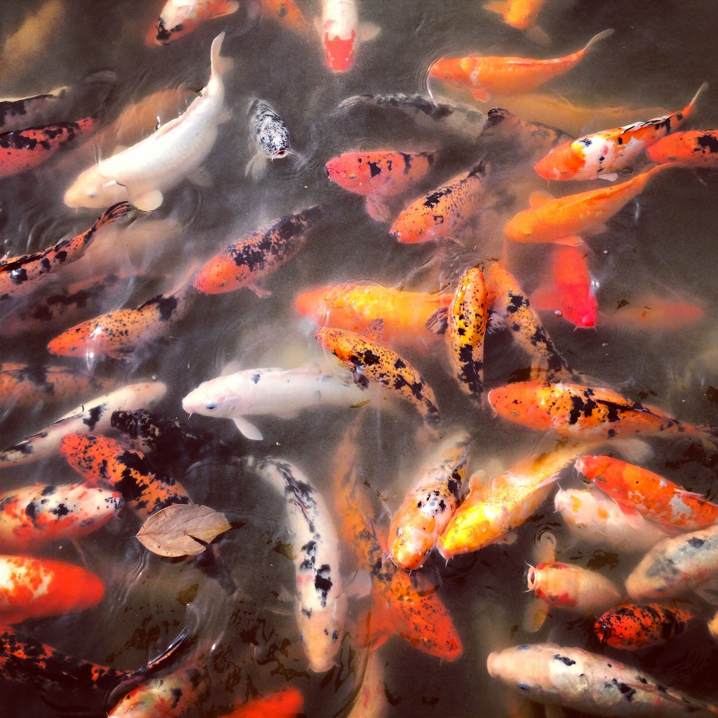 This kind of fish in China means wealth and good luck!