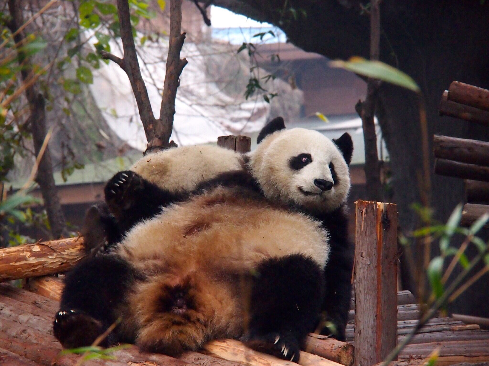 He must have been full.