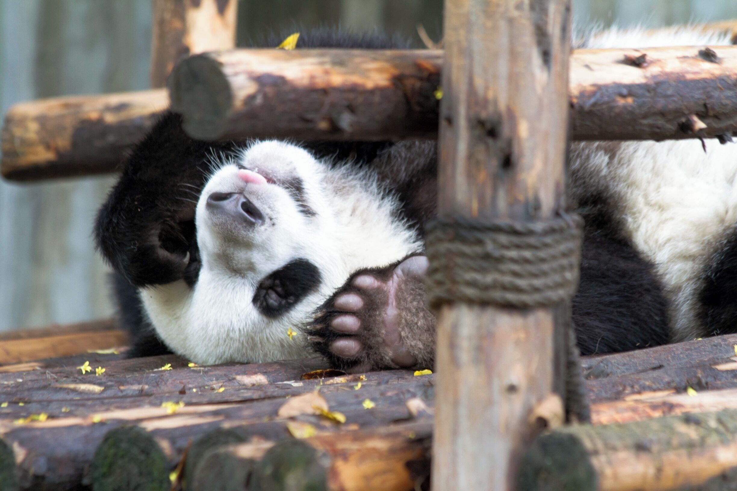 Un panda descansando sobre una plataforma de madera, rodeado de troncos y hojas.