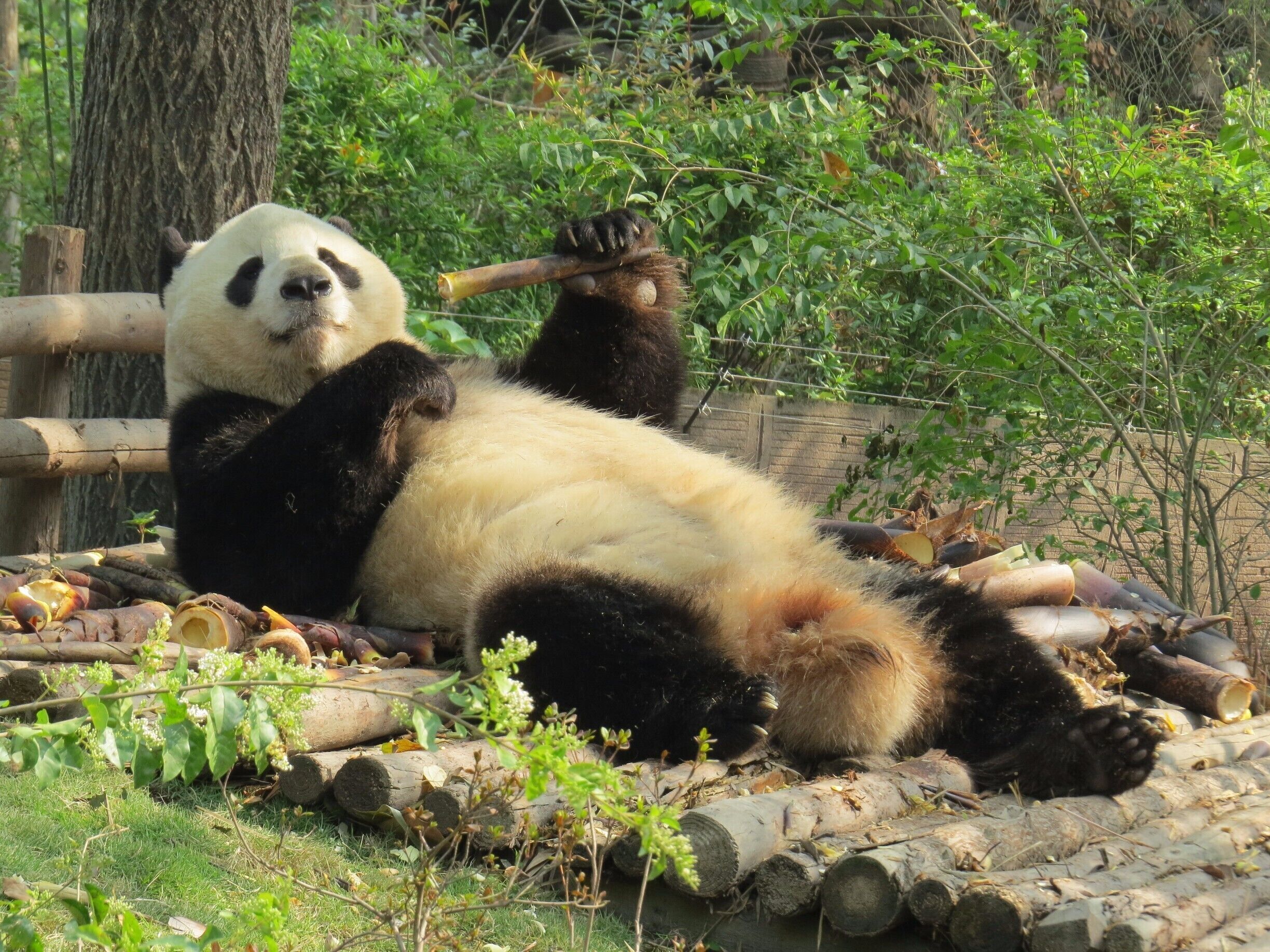 Chengdu Research and Breeding Centre. This is the best place to enjoy the chinese pandas. It is impossible not to fall in love with these lovely pandas.
