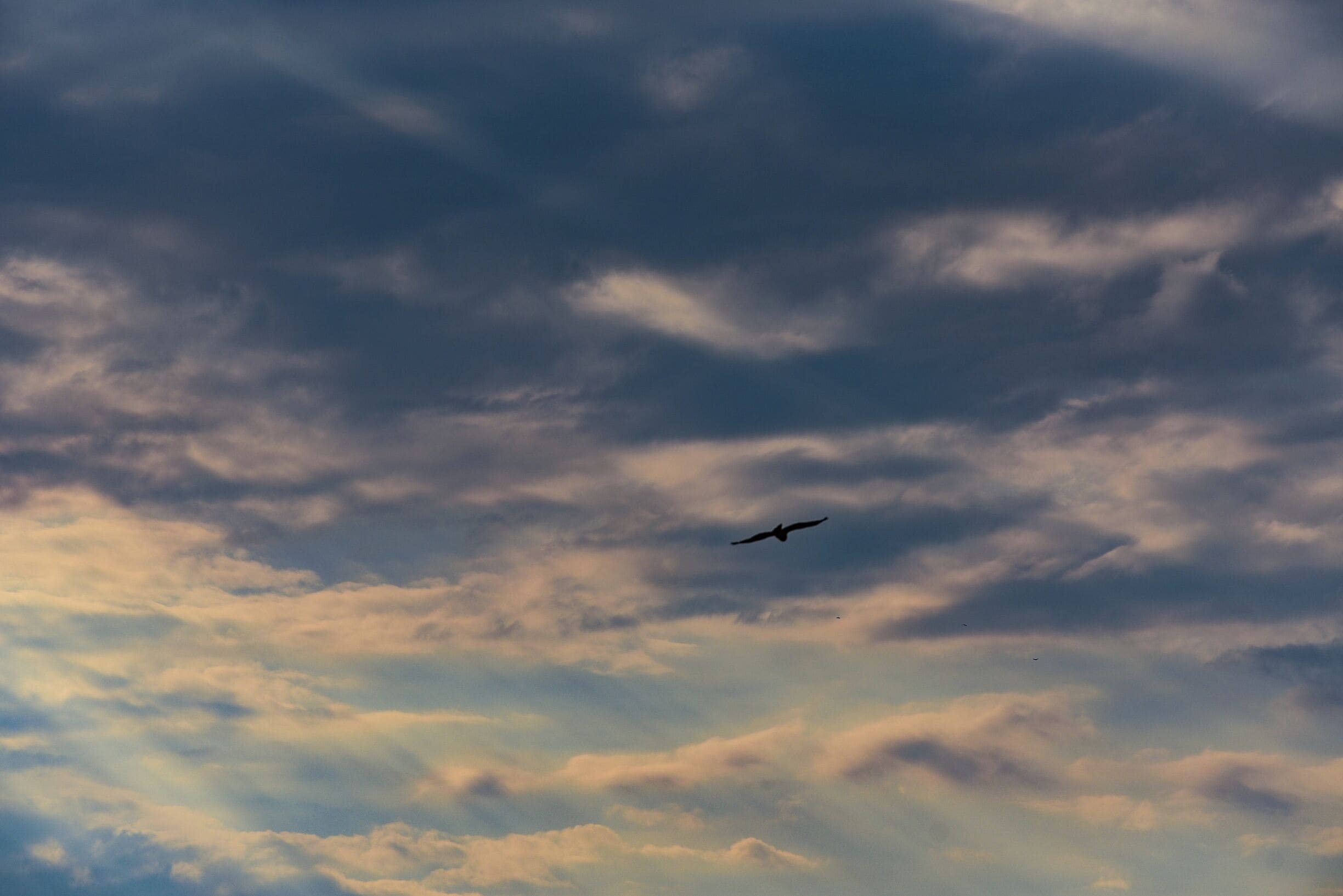 Seekonk Speedway ...with stock cars roaring on the track a lonely Red Tailed hawk soars towards the heavens