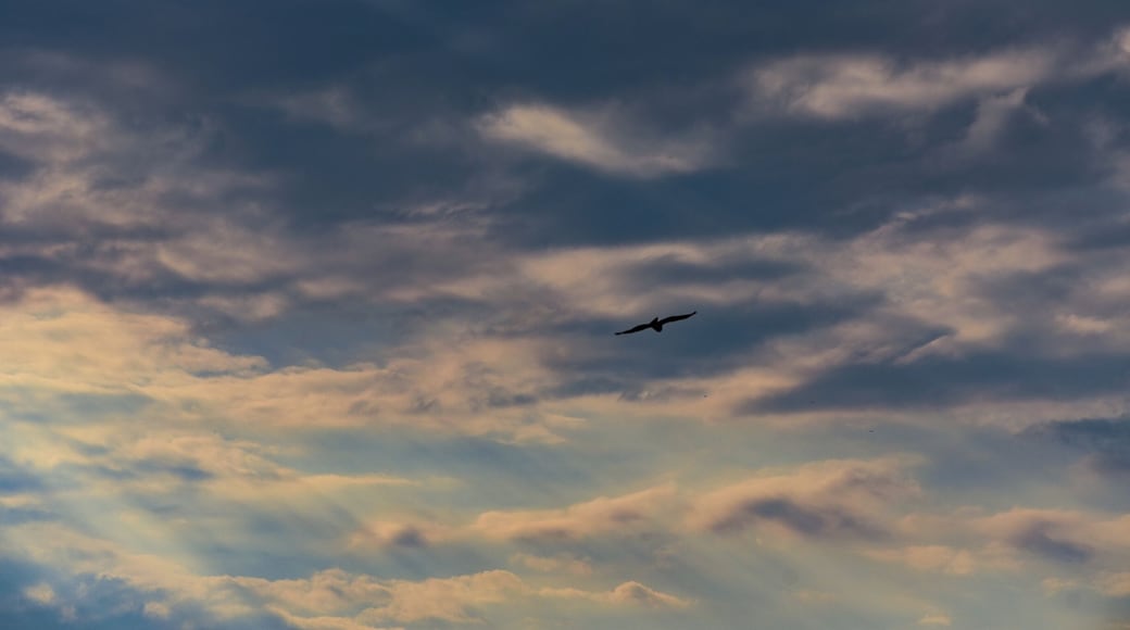 Seekonk Speedway ...with stock cars roaring on the track a lonely Red Tailed hawk soars towards the heavens