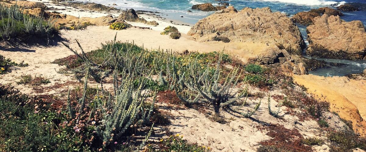 Spanish Bay can be accessed by vehicle from 17 Mile Drive ($10.50 per vehicle) or on foot from Asilomar State Beach (free) by walking south along the boardwalk.