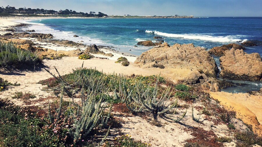 Spanish Bay can be accessed by vehicle from 17 Mile Drive ($10.50 per vehicle) or on foot from Asilomar State Beach