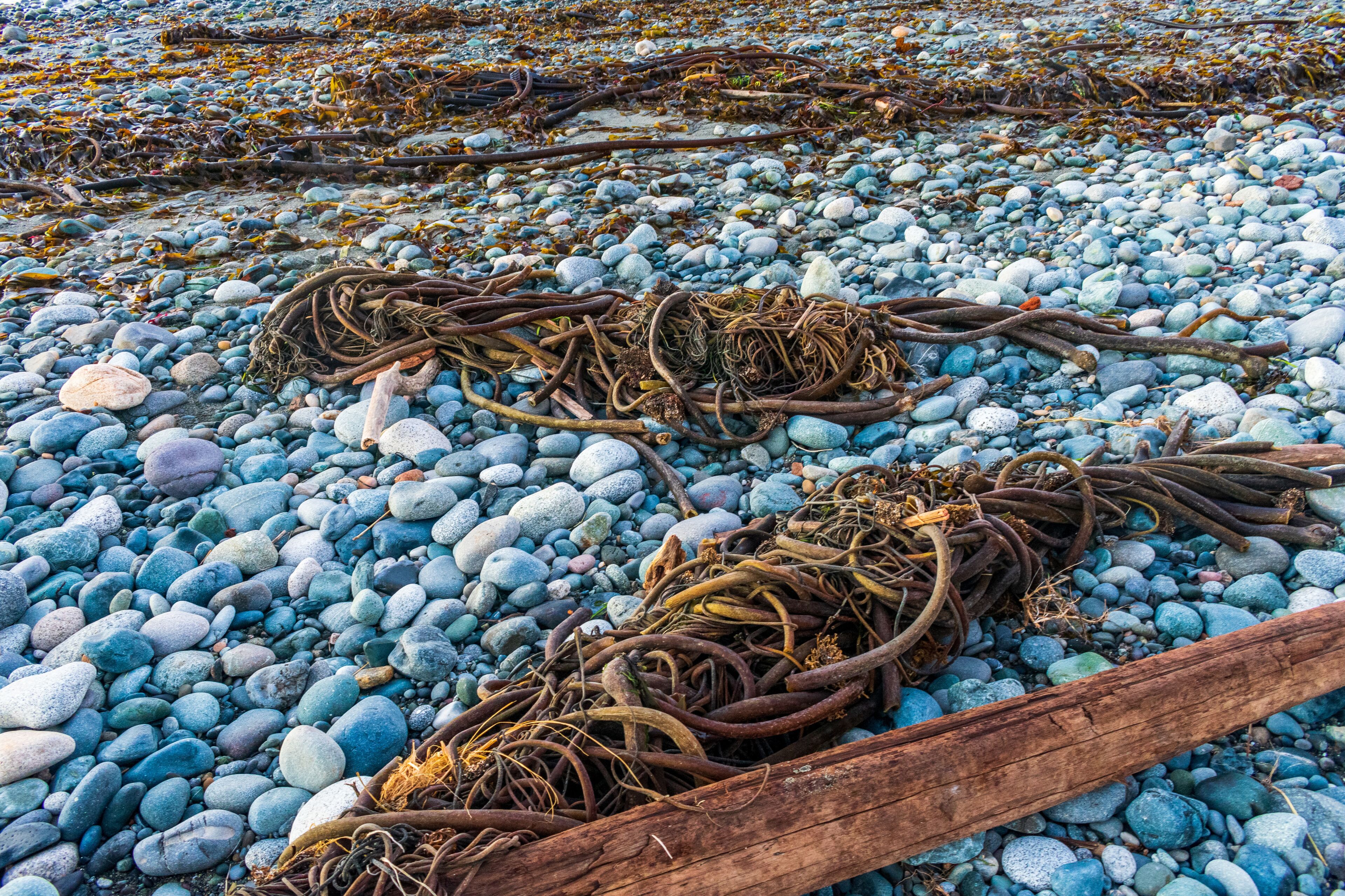 Una playa rocosa con algas marinas y ramas a la deriva.