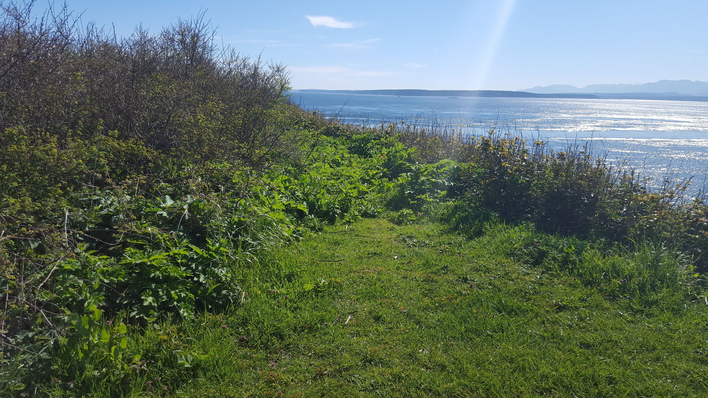 A little grassy area I found while walking the trail at Fort Casey. It was a beautiful day 🌻
