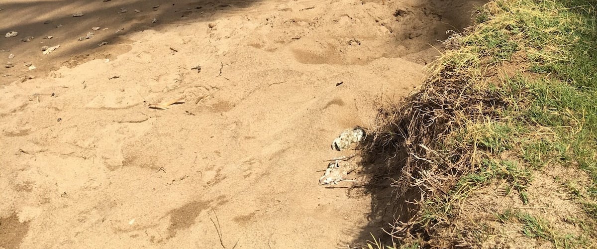 Best place to walk dogs