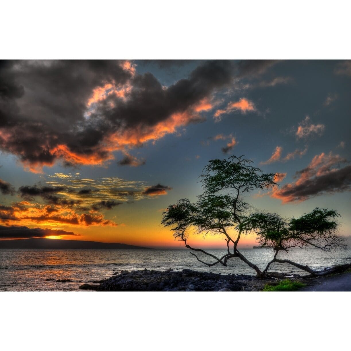 A sunset over a body of water with a prominent tree silhouetted against the sky.