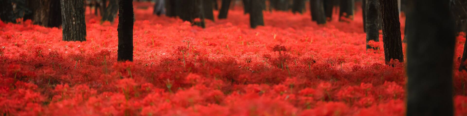 A forest with red foliage.