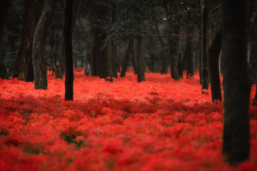 A forest with red foliage.
