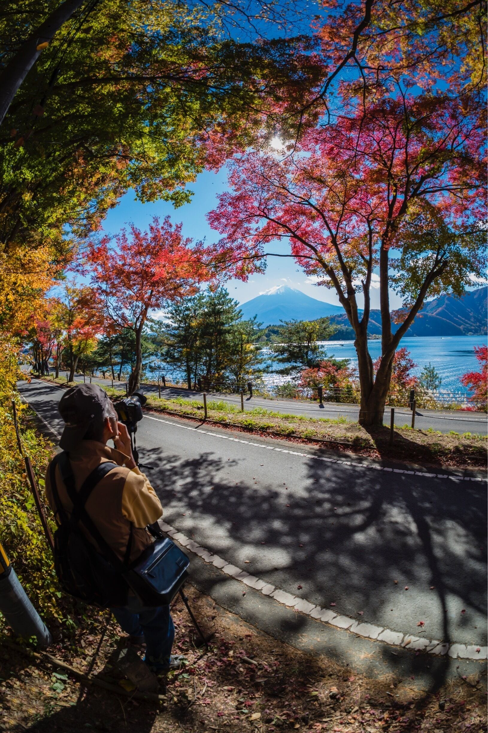 Maple Tunnel on the shores of Lake Kawaguchi.