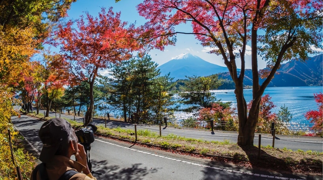 Maple Tunnel on the shores of Lake Kawaguchi.