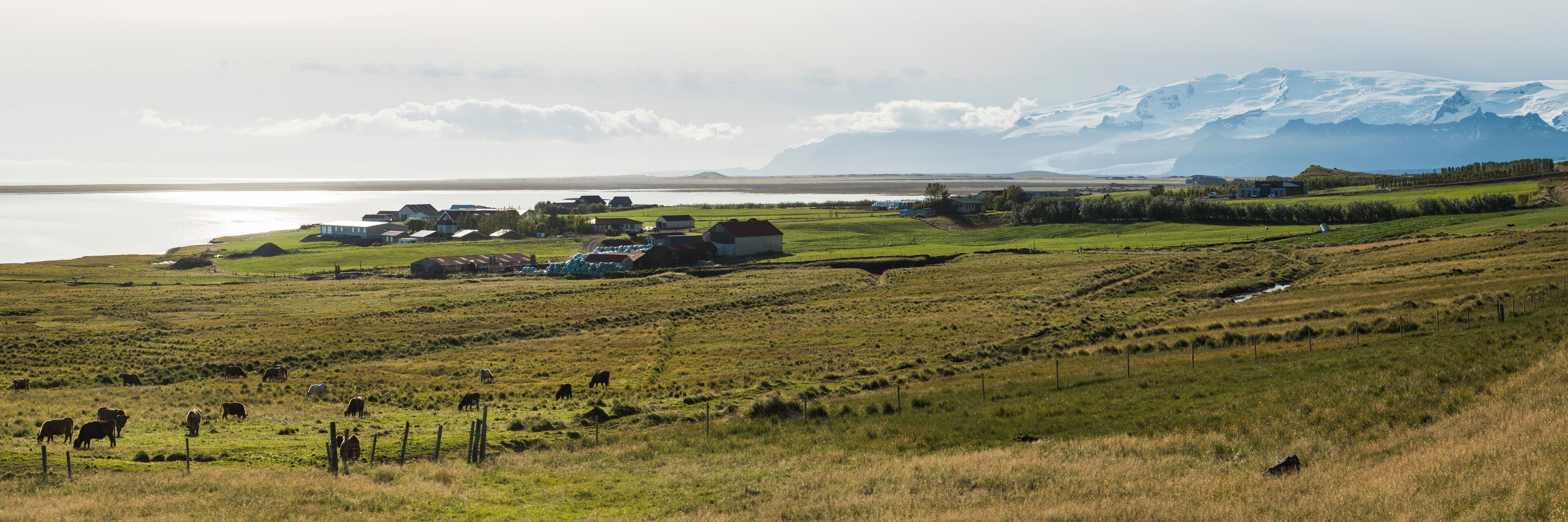 A rural landscape with grazing cattle, a body of water, and a mountain range in the background.