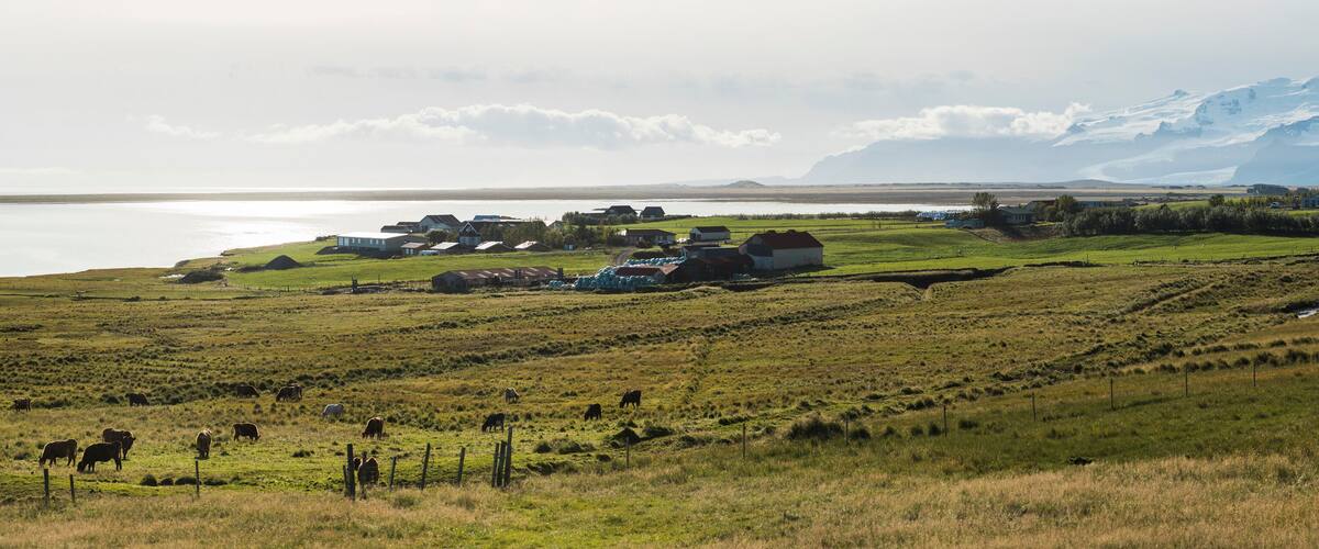 A rural landscape with grazing cattle, a body of water, and a mountain range in the background.