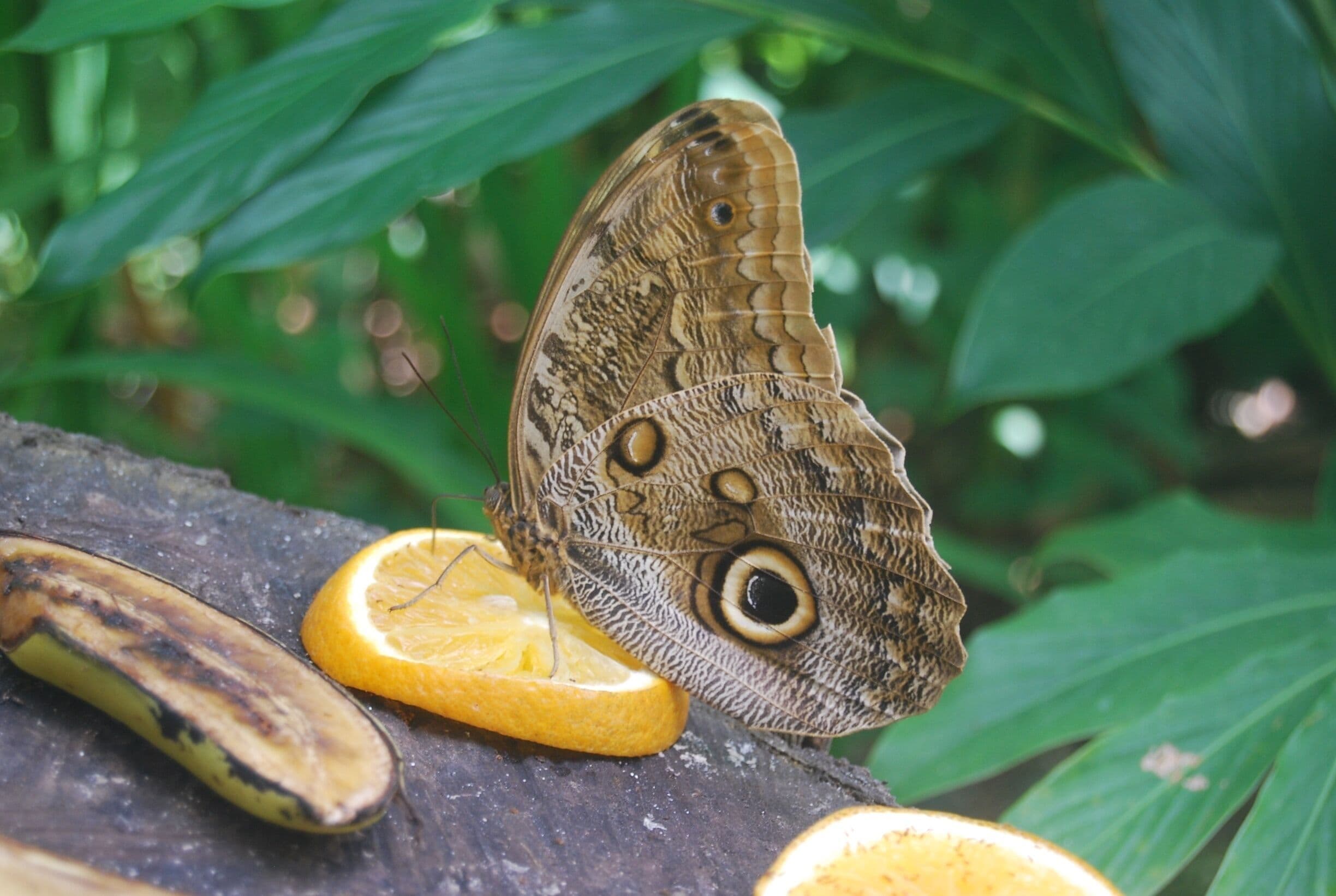 only a few butterfly farms in the world