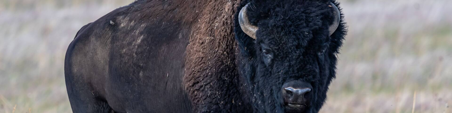 A bison in a grassy field.