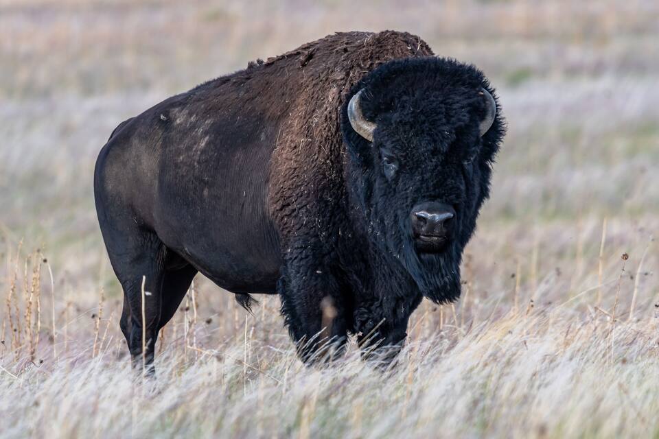 Un bisonte en un campo con hierba.