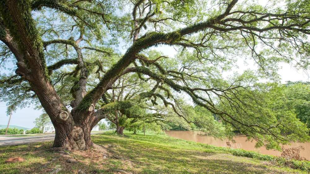 Majestic Oak Tree Overlooking Banks of the Bayou Teche in Arnaudville Louisiana