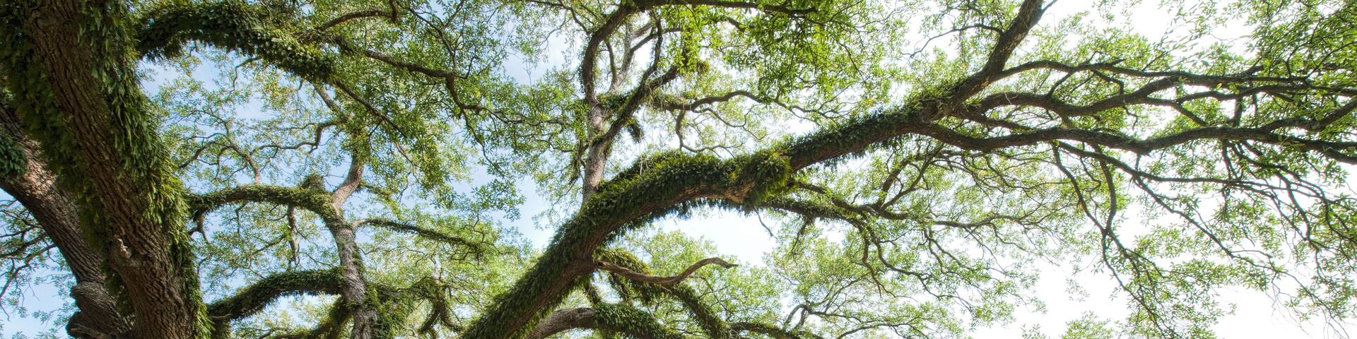 Majestic Oak Tree Overlooking Banks of the Bayou Teche in Arnaudville Louisiana