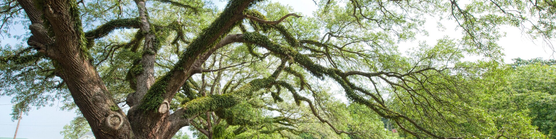 Majestic Oak Tree Overlooking Banks of the Bayou Teche in Arnaudville Louisiana