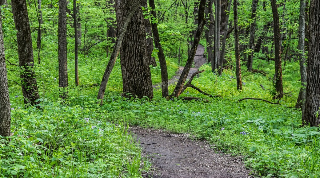 footpath in the forest