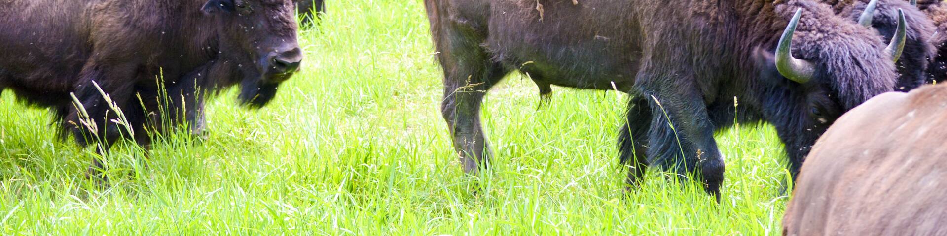 A herd of wild bison with new calves of the season