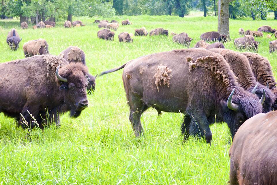 A herd of bison grazing in a lush green field.