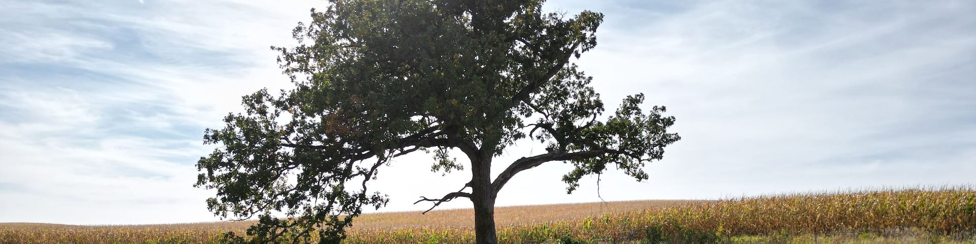 Tree tree stands out proudly against a bright blue sky with dramatic clouds. The trees is at the edge of a prairie area.