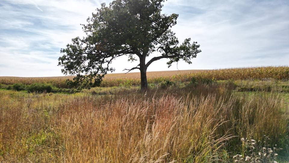 A solitary tree in a field of tall grasses under a partly cloudy sky.