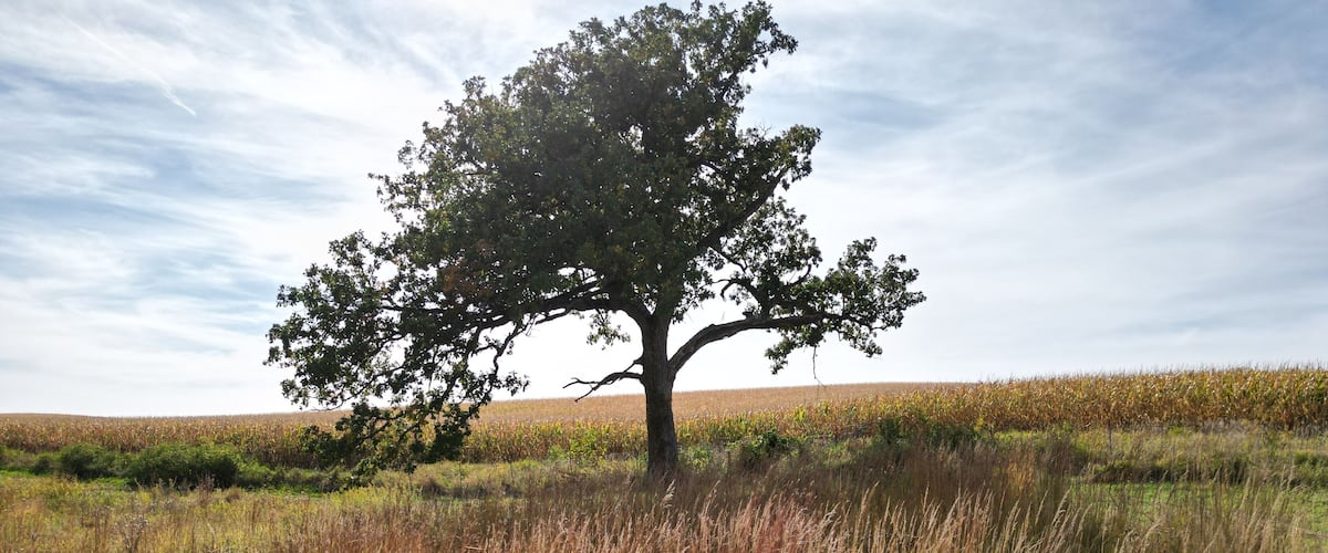 Tree tree stands out proudly against a bright blue sky with dramatic clouds. The trees is at the edge of a prairie area.