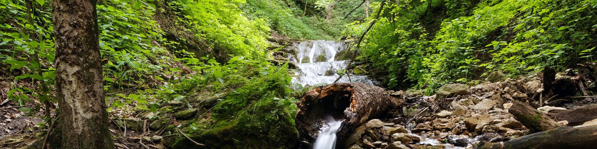 Zona boscosa con una cascada pequeña que fluye sobre rocas y un tronco de árbol caído en primer plano.