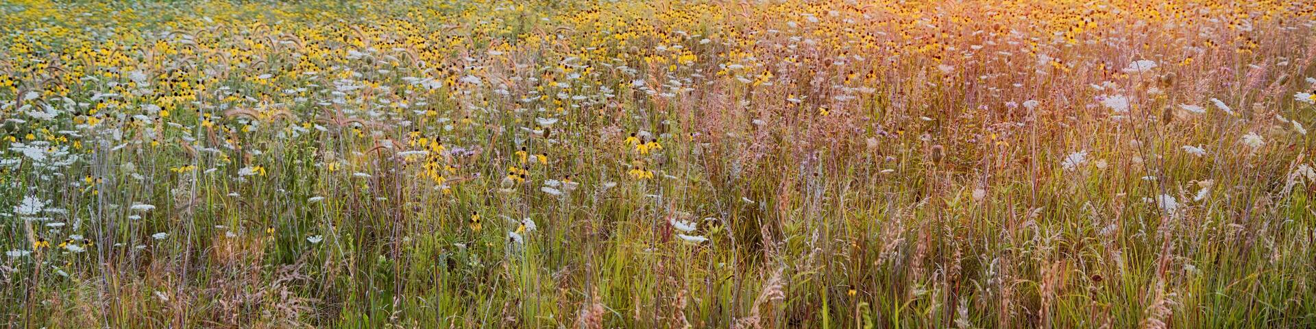 Sunrise at Fort Defiance State Park in the Summer.