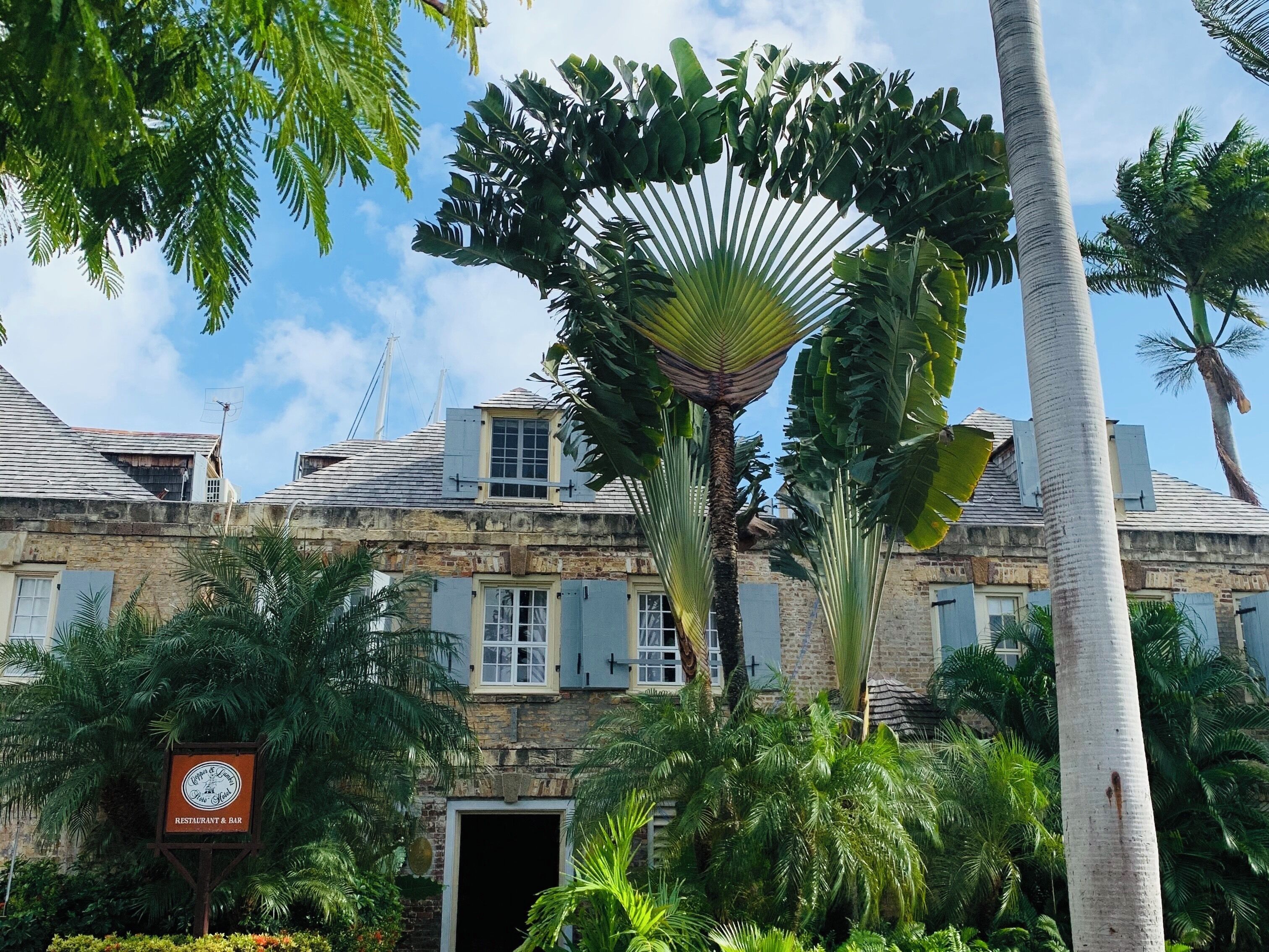 Cool fan like palm tree!