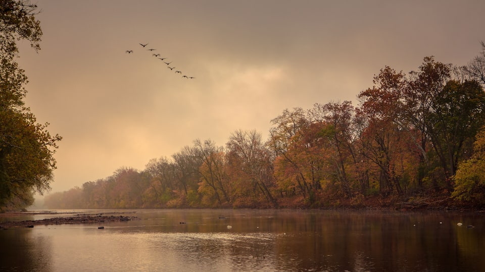 A calm river with autumn foliage and a flock of birds flying overhead.