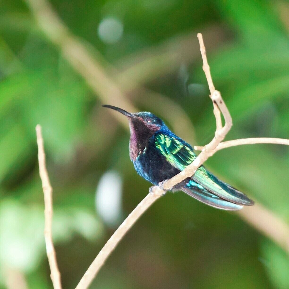 Purple-throated Carib (hummingbird), native only to the Caribbean.  Beautiful coloration on this guy, but he was a bit skittish, so this is as close as we could get a photo.