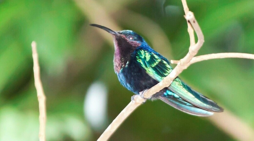 Purple-throated Carib (hummingbird), native only to the Caribbean. Beautiful coloration on this guy, but he was a bit skittish, so this is as close as we could get a photo.