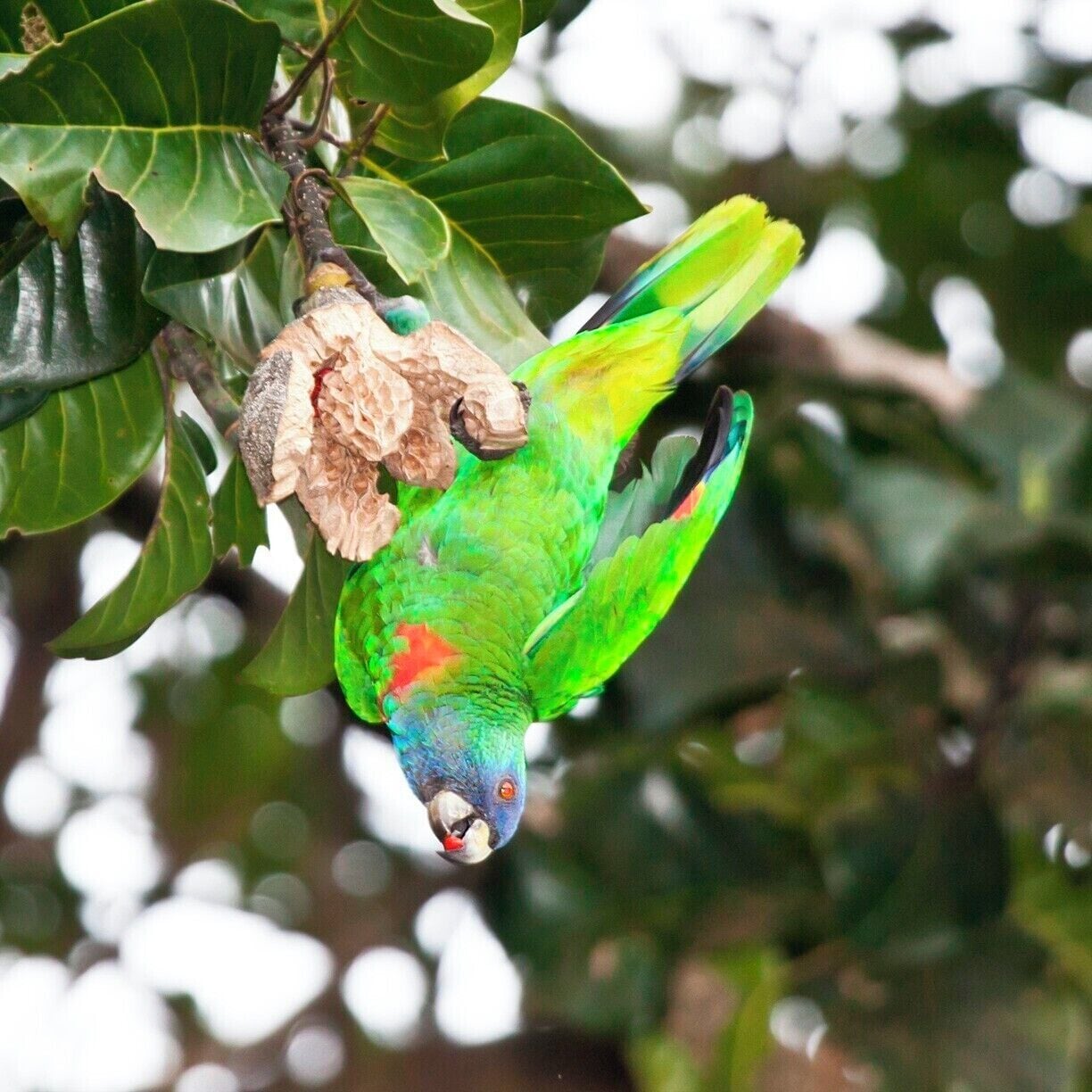 A Red-necked Amazon parrot feeding on his favorite seeds while hanging upside down.  These guys are pretty agile and contort their bodies to pick individual seeds out of the fruit, much like the seeds of a pomegranate.

If like birds and you're in Dominica, you must hire Dr Birdy (Bertrand Jno Baptiste) to give you a tour.  He describes himself as "greedy for birds", and it shows with all the enthusiasm he puts into it.  Dr Birdy works for the Forestry, Wildlife and Parks Division, and he knows exactly where to find every species on the island.  He'll even stop the car and point out a branch and say "wait one minute, and a Blue-headed Hummingbird will land right there."  And he'll be right.