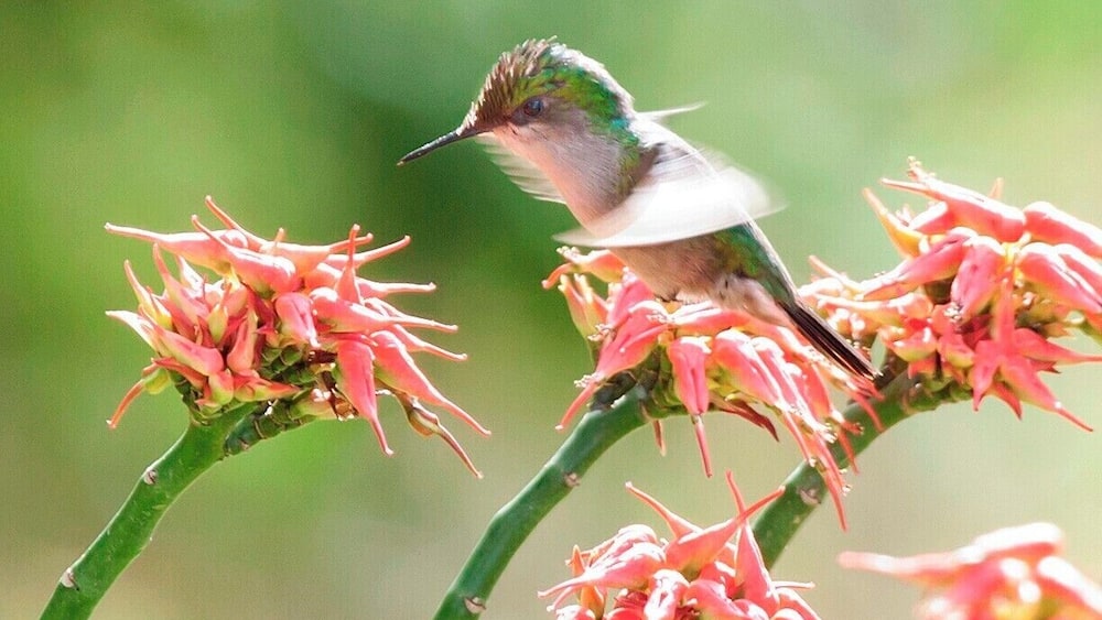 We stopped at this house on a day tour of Dominica to look for the hummingbirds that often feed on the garden flowers. It always pays to hire locals when birding in a new destination, and for us that meant Dr. Birdy - a local birding expert that also works for the Forestry Division.
I believe that this is an Antillean Crested Hummingbird.