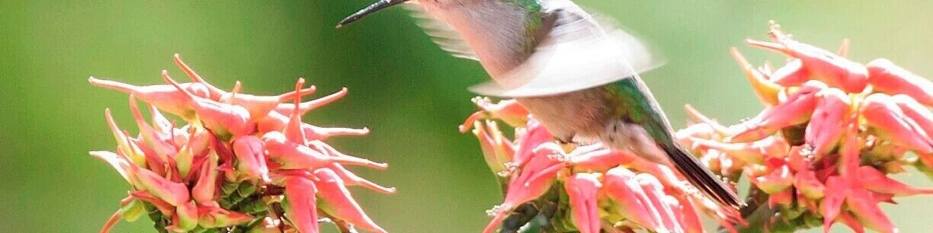 We stopped at this house on a day tour of Dominica to look for the hummingbirds that often feed on the garden flowers. It always pays to hire locals when birding in a new destination, and for us that meant Dr. Birdy - a local birding expert that also works for the Forestry Division.
I believe that this is an Antillean Crested Hummingbird.