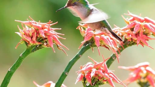 We stopped at this house on a day tour of Dominica to look for the hummingbirds that often feed on the garden flowers. It always pays to hire locals when birding in a new destination, and for us that meant Dr. Birdy - a local birding expert that also works for the Forestry Division.
I believe that this is an Antillean Crested Hummingbird.