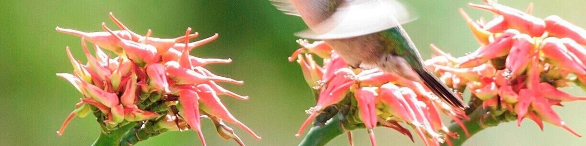 We stopped at this house on a day tour of Dominica to look for the hummingbirds that often feed on the garden flowers. It always pays to hire locals when birding in a new destination, and for us that meant Dr. Birdy - a local birding expert that also works for the Forestry Division.
I believe that this is an Antillean Crested Hummingbird.