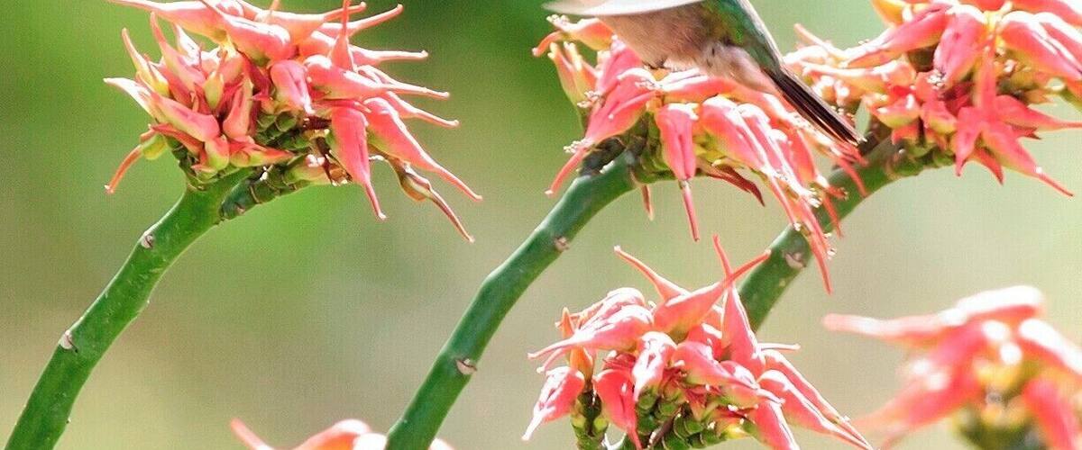 A hummingbird perched on pink flowers.